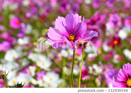 自然旱地花卉公園的波斯菊 132936548