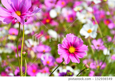 自然旱地花卉公園的波斯菊 自然旱地花卉公園的波斯菊 132936549