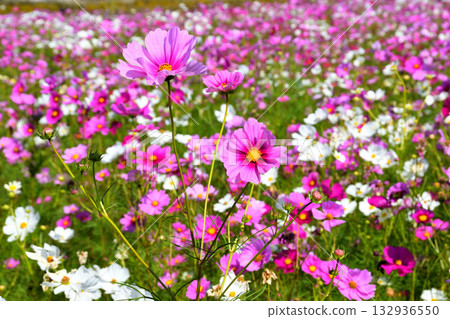 自然旱地花卉公園的波斯菊 自然旱地花卉公園的波斯菊 132936550