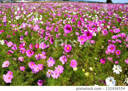 自然旱地花卉公園的波斯菊 132936554