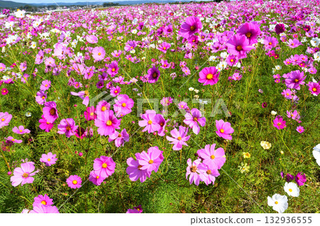 自然旱地花卉公園的波斯菊 132936555