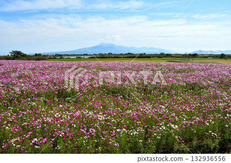 自然旱地花卉公園的波斯菊 自然旱地花卉公園的波斯菊 132936556