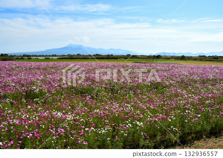 Cosmos at Natural Dry Land Flower Park 132936557