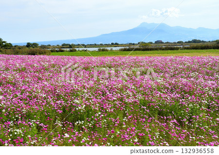 自然旱地花卉公園的波斯菊 自然旱地花卉公園的波斯菊 132936558
