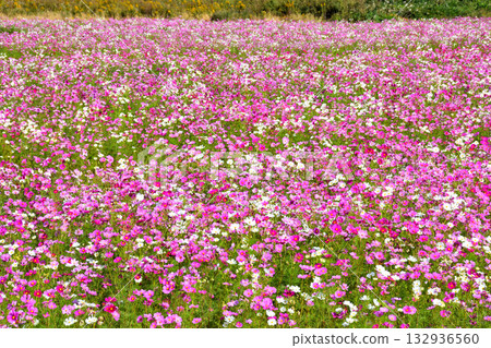 自然旱地花卉公園的波斯菊 132936560