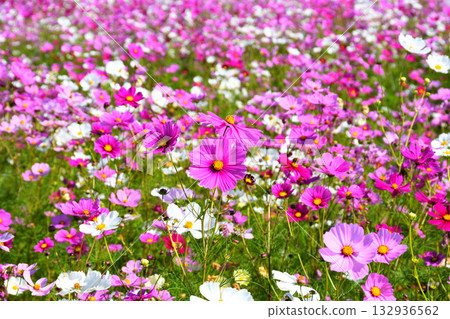 Cosmos at Natural Dry Land Flower Park 132936562