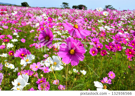 Cosmos at Natural Dry Land Flower Park 132936566