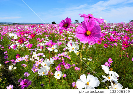 自然旱地花卉公園的波斯菊 132936569