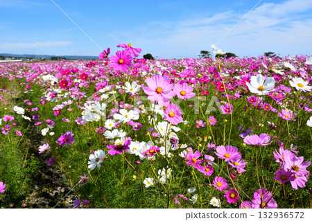 Cosmos at Natural Dry Land Flower Park 132936572
