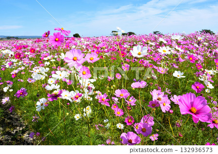 Cosmos at Natural Dry Land Flower Park 132936573