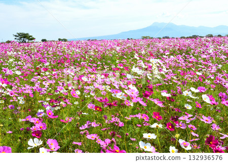 Cosmos at Natural Dry Land Flower Park Cosmos at Natural Dry Land Flower Park 132936576