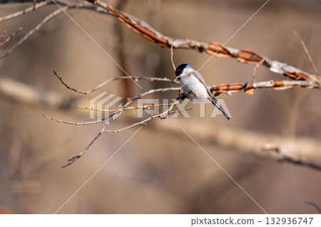 A long-billed cockatoo perches on a tree branch looking for food A long-billed cockatoo perches on a tree branch looking for food 132936747