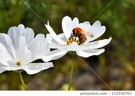 蜜蜂聚集在宇宙中 132936761