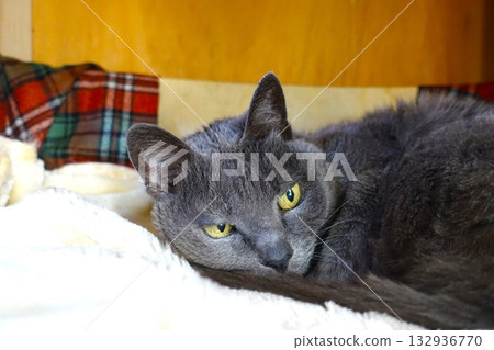 A lively grandma cat who is over 20 years old A lively grandma cat who is over 20 years old 132936770