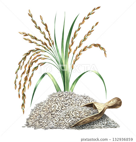 A mountain of rice and rice stalks. Watercolor illustrations. Used for menu design, recipes, and cookbooks, as well as for banners, flyers, packaging, labels, and more. A mountain of rice and rice stalks. Watercolor illustrations. Used for menu design, recipes, and cookbooks, as well as for banners, flyers, packaging, labels, and more. 132936859