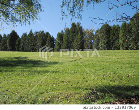 Grassland, trees and blue sky 132937069