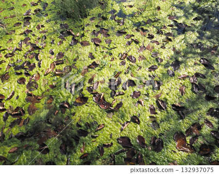 Algae and fallen leaves covering the surface of the pond 132937075