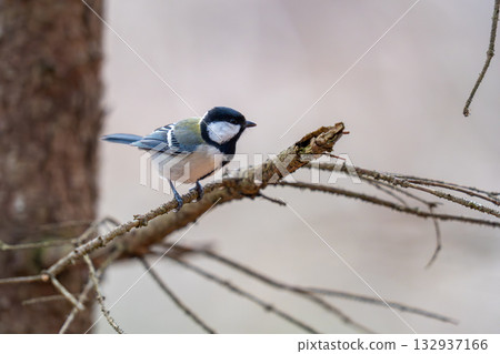 A great tit perches on a tree branch and looks around. A great tit perches on a tree branch and looks around. 132937166