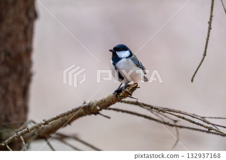 A great tit perches on a tree branch and looks around. 132937168