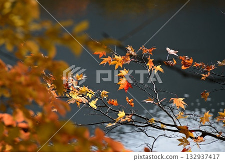 Kannon Pond and autumn leaves 132937417