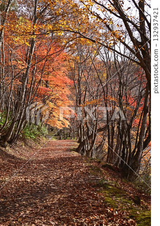 觀音池與秋葉 觀音池與秋葉 132937421