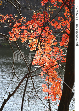 觀音池與秋葉 132937422