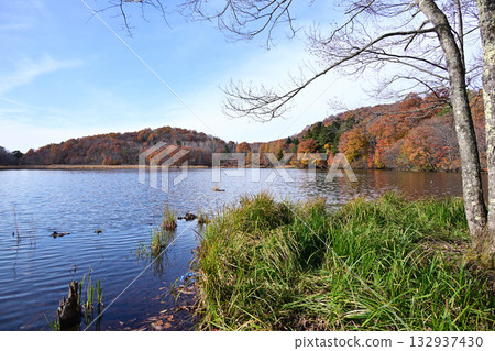 Kannon Pond and autumn leaves Kannon Pond and autumn leaves 132937430