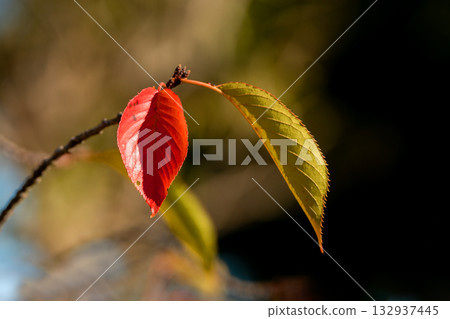 Cherry blossom leaves changing color at the tips of the branches Cherry blossom leaves changing color at the tips of the branches 132937445