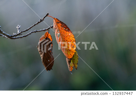 Cherry blossom leaves changing color at the tips of the branches Cherry blossom leaves changing color at the tips of the branches 132937447