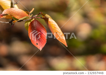 Cherry blossom leaves changing color at the tips of the branches Cherry blossom leaves changing color at the tips of the branches 132937448