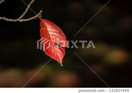 Cherry blossom leaves changing color at the tips of the branches Cherry blossom leaves changing color at the tips of the branches 132937449