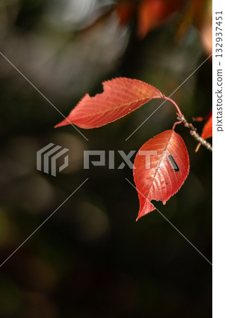 Cherry blossom leaves changing color at the tips of the branches 132937451