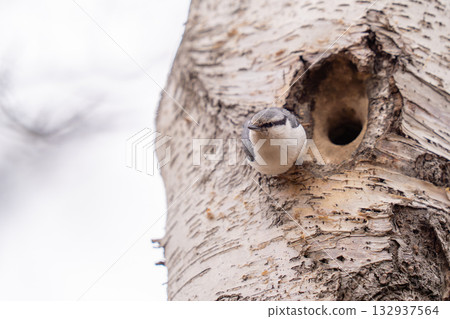 A nuthatch perched at the entrance to its nest hole, observing its surroundings. A nuthatch perched at the entrance to its nest hole, observing its surroundings. 132937564