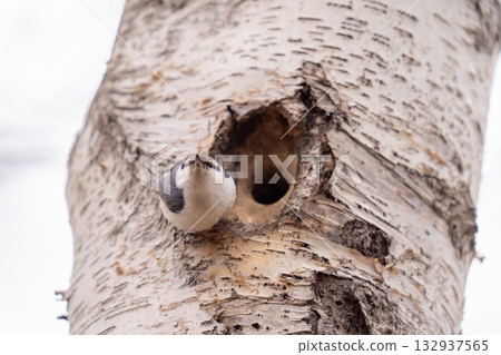 A nuthatch perched at the entrance to its nest hole, observing its surroundings. A nuthatch perched at the entrance to its nest hole, observing its surroundings. 132937565