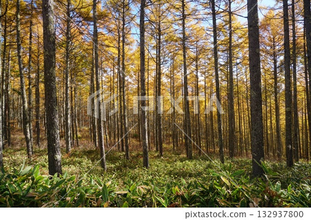 Autumn scenery of a larch forest colored golden in the sunlight against a blue sky. Ver.1 Autumn scenery of a larch forest colored golden in the sunlight against a blue sky. Ver.1 132937800