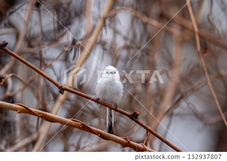 一隻長尾山雀棲息在樹枝上，環顧四周。 132937807