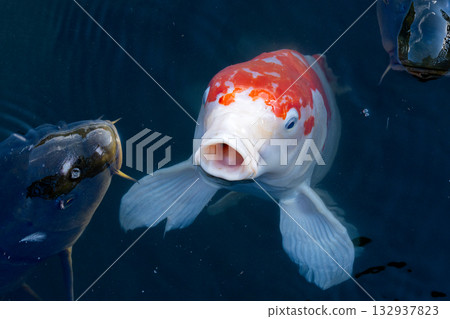 池塘裡的鯉魚正在尋找食物 池塘裡的鯉魚正在尋找食物 132937823