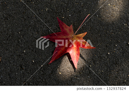 落下的楓香樹葉和燈光 132937824