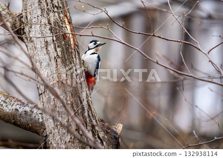 A great spotted woodpecker perched on a tree trunk, observing its surroundings 132938114