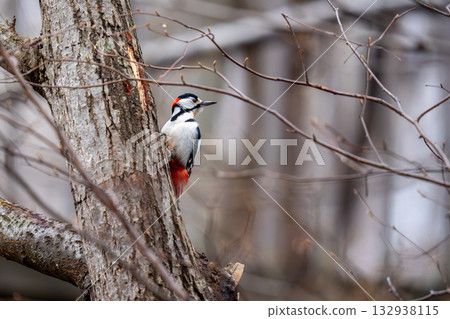 A great spotted woodpecker perched on a tree trunk, observing its surroundings 132938115