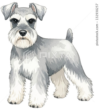  迷你雪納瑞犬 132938257