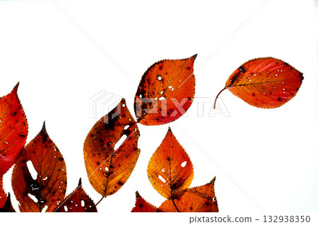 秋季櫻花葉片的透射光攝影 132938350