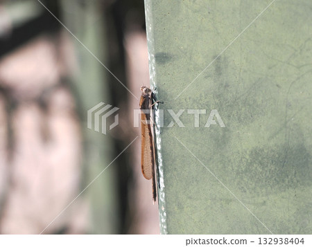 A dragonfly perched on a pillar 132938404