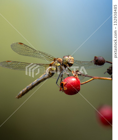 Dragonfly perched on red berry with blurred green-blue background 132938485