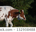 Cow with Tracking Collar in Rural Landscape 132938488