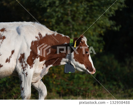 Cow with Tracking Collar in Rural Landscape 132938488