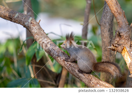 A Hokkaido squirrel resting on a tree branch 132938626