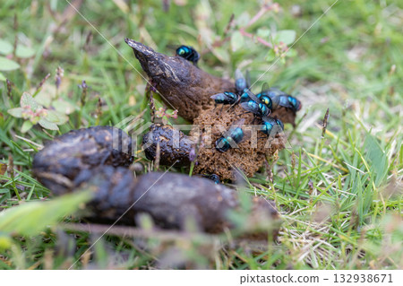 Flies gathered around stray cat droppings: blowflies, silver flies 132938671