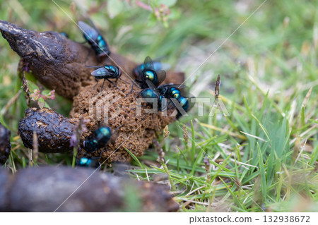 Flies gathered around stray cat droppings: blowflies, silver flies 132938672