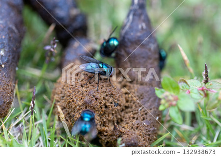 Flies gathered around stray cat droppings: blowflies, silver flies Flies gathered around stray cat droppings: blowflies, silver flies 132938673